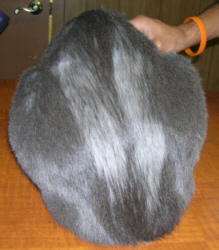 My cat is losing patches best sale of fur